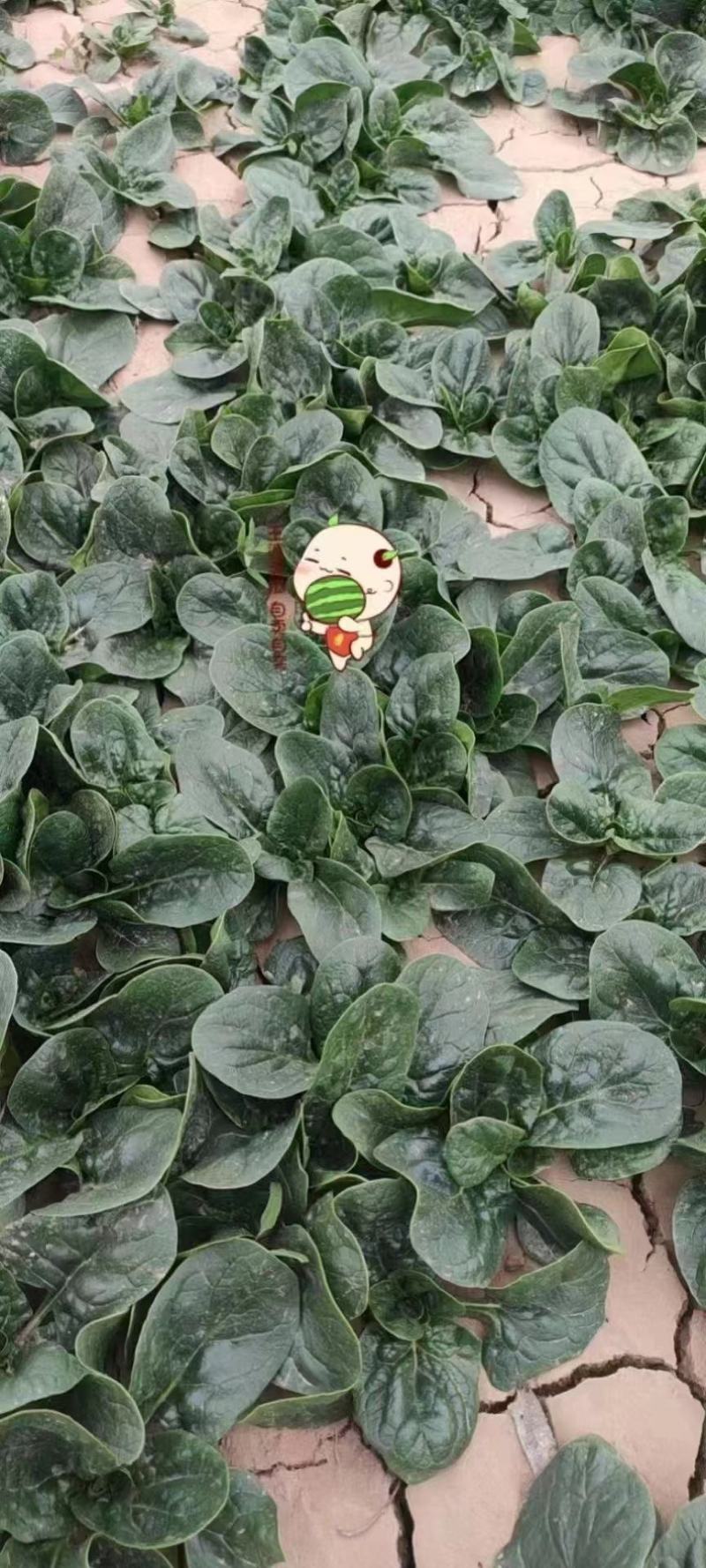 鼎优农业优菠046菠菜种子圆叶浓绿油亮大叶菠菜种籽春秋播