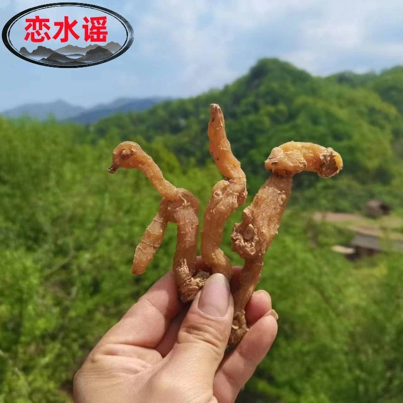 黄精野生非九蒸九晒黄精中药材鸡头黄精泡酒即食手工挑选大个
