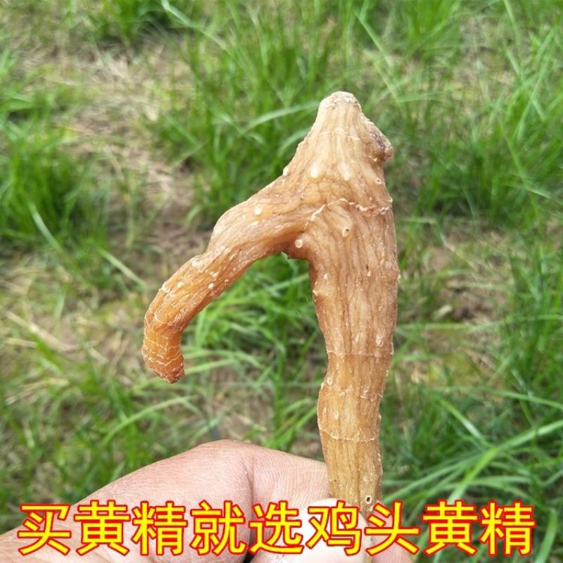 黄精野生非九蒸九晒黄精中药材鸡头黄精泡酒即食手工挑选大个