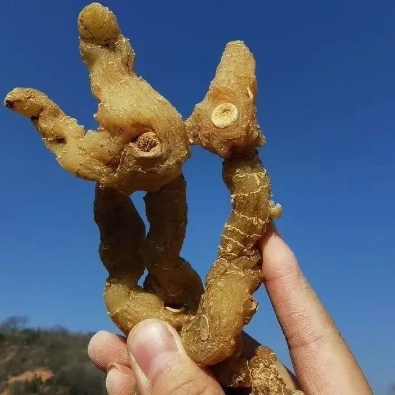 黄精野生非九蒸九晒黄精中药材鸡头黄精泡酒即食手工挑选大个