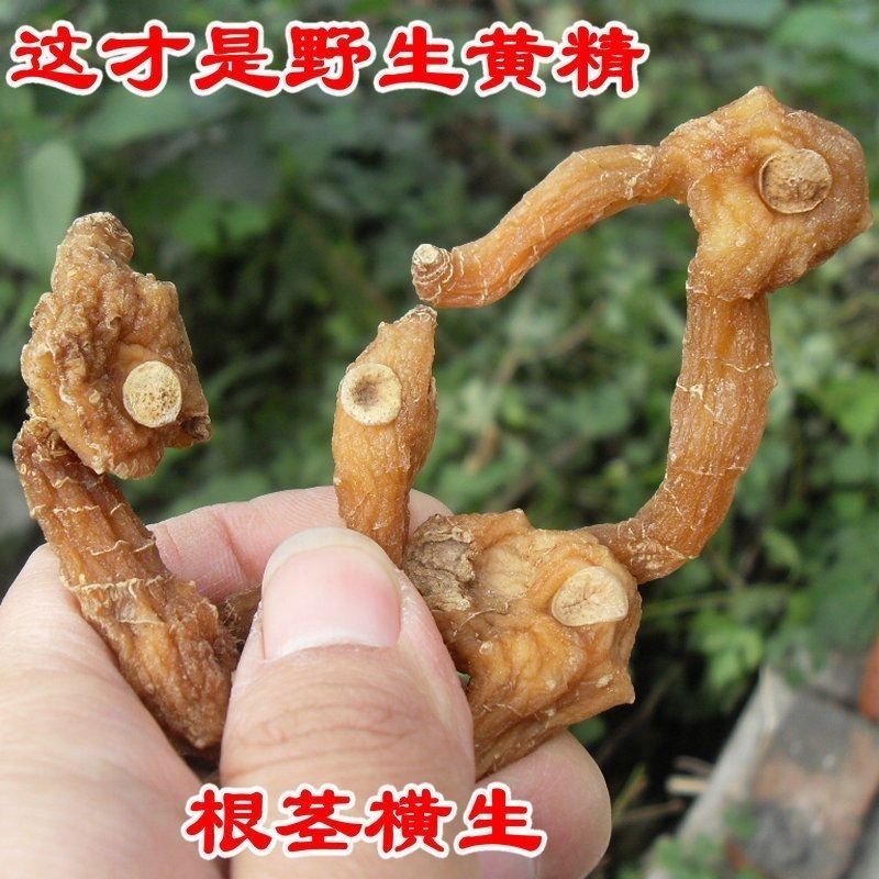 黄精野生非九蒸九晒黄精中药材鸡头黄精泡酒即食手工挑选大个