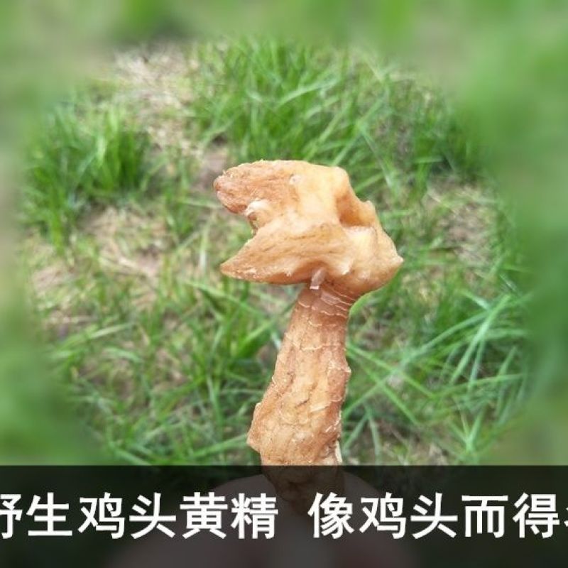 黄精野生非九蒸九晒黄精中药材鸡头黄精泡酒即食手工挑选大个