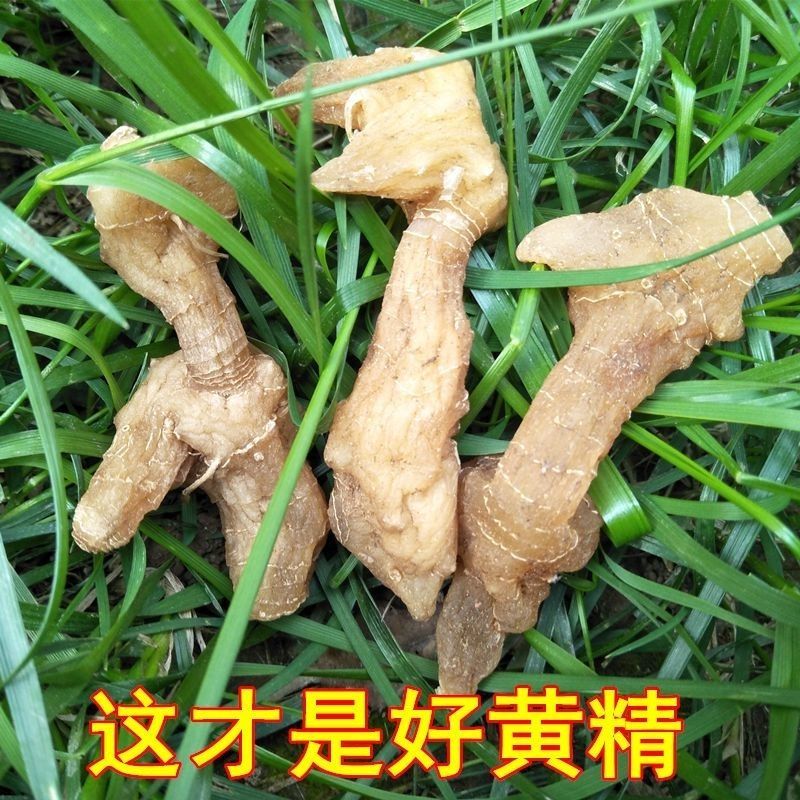黄精野生非九蒸九晒黄精中药材鸡头黄精泡酒即食手工挑选大个