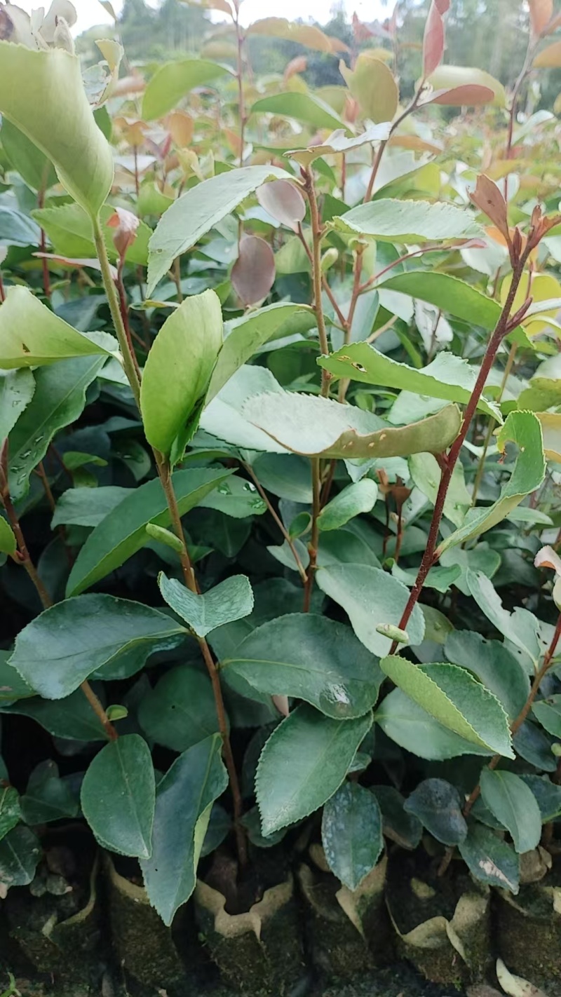 油茶苗