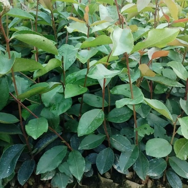 油茶苗
