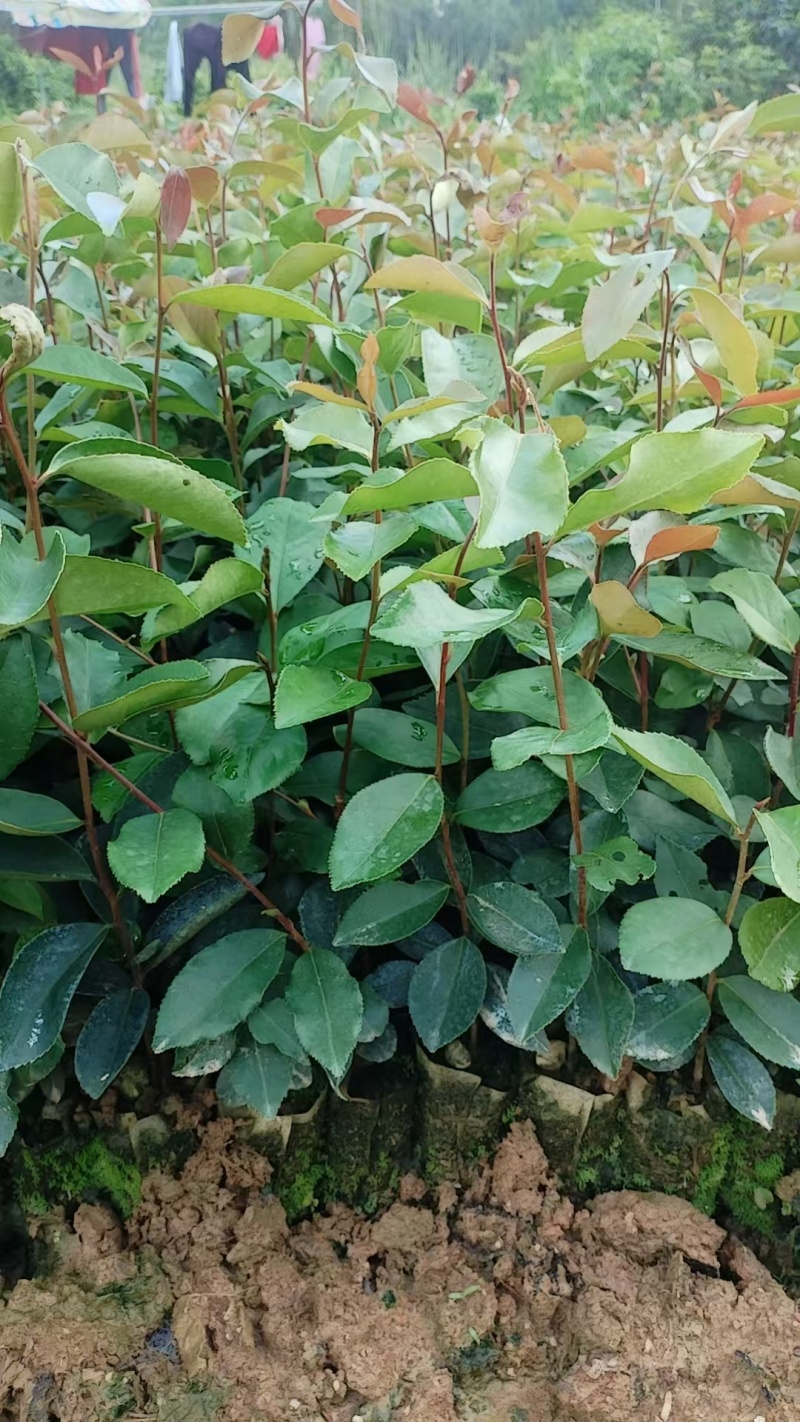 油茶苗