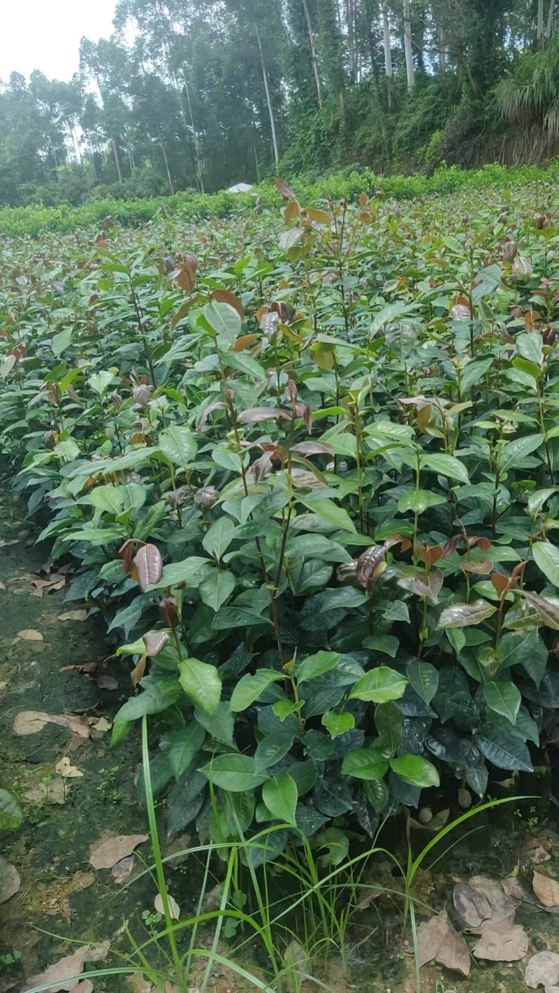 油茶苗