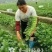 菜心，中花芥兰