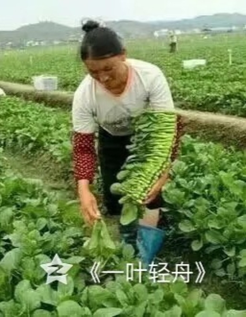 菜心，中花芥兰