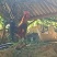 云南农户散养土鸡