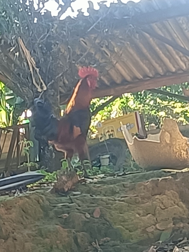 云南农户散养土鸡