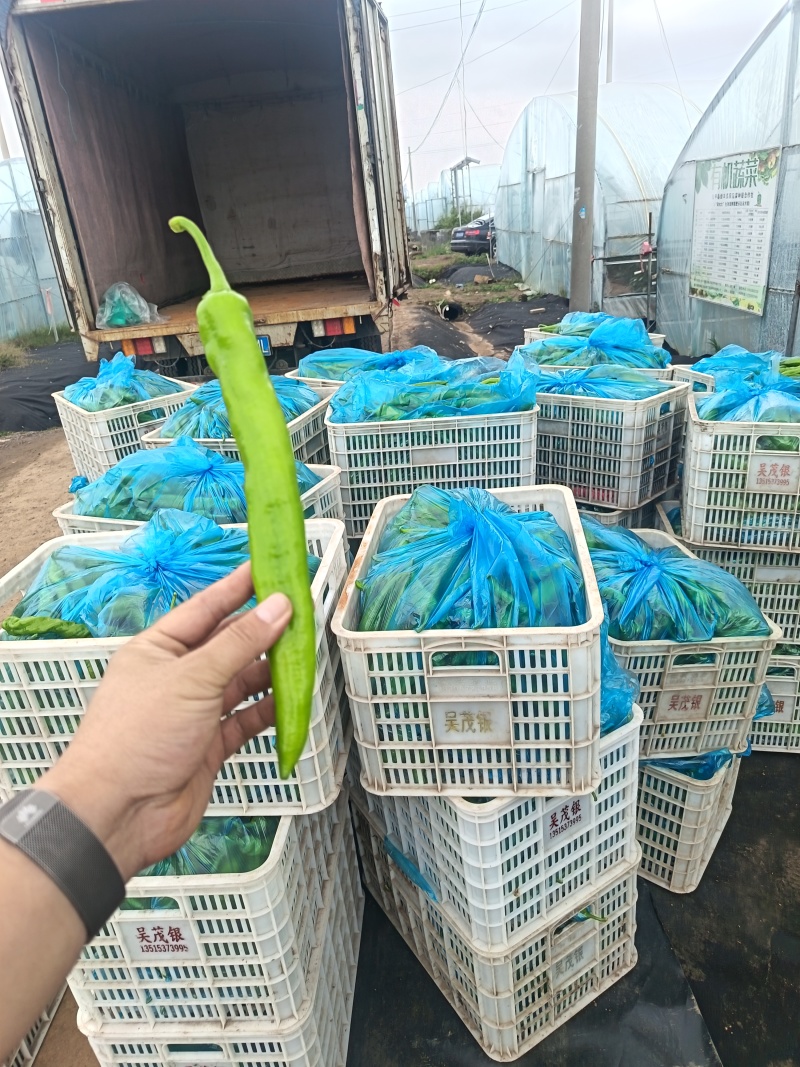 螺丝椒/黄皮尖椒/百亩基地种植/对接全国优质采购商