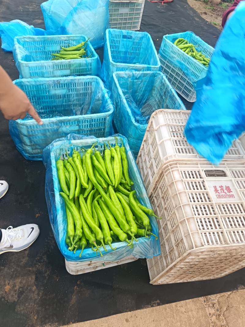 螺丝椒/黄皮尖椒/百亩基地种植/对接全国优质采购商
