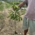 优质黄晶果苗