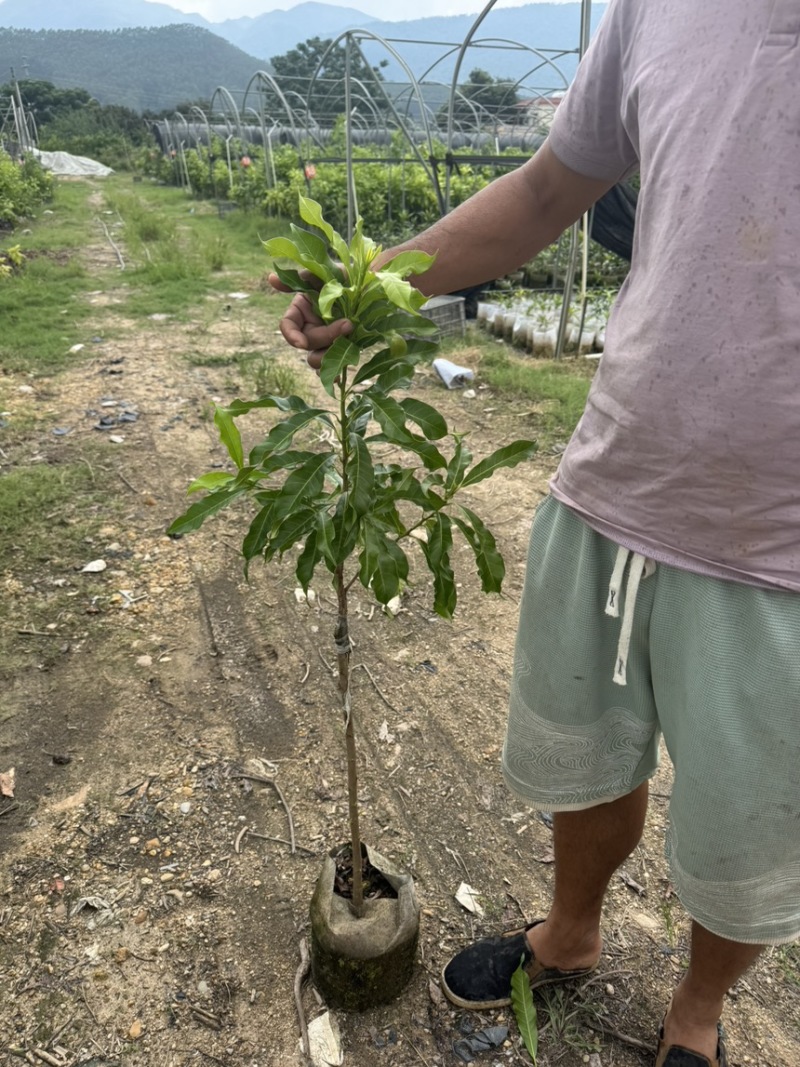 优质黄晶果苗