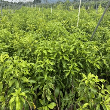 优质黄晶果苗