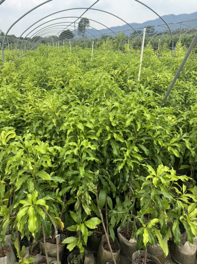 优质黄晶果苗