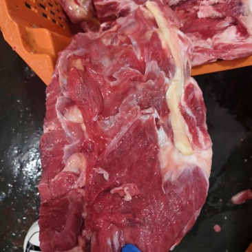 牛羽骨