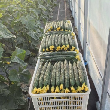 精品密刺黄瓜