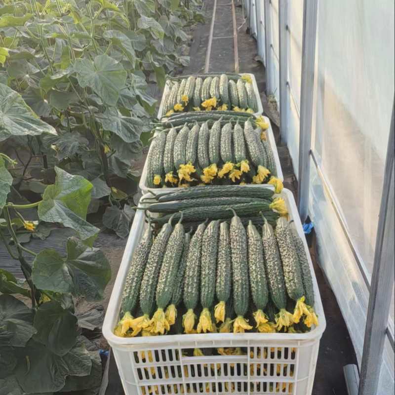 精品密刺黄瓜
