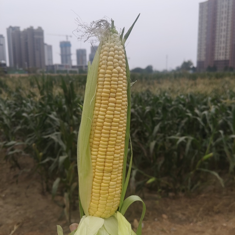 石家庄桥西区黄甜糯玉米产地批发+零售5027761026
