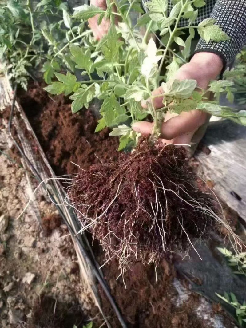 爆根根力源微生物菌剂激活土壤平衡营养高抗重茬抗病防病