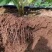 爆根根力源微生物菌剂激活土壤平衡营养高抗重茬抗病防病