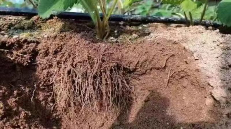 爆根根力源微生物菌剂激活土壤平衡营养高抗重茬抗病防病