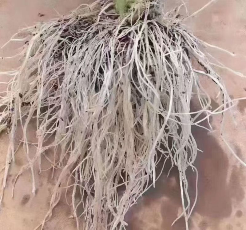 爆根根力源微生物菌剂激活土壤平衡营养高抗重茬抗病防病