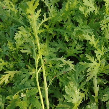 大量茼蒿上市