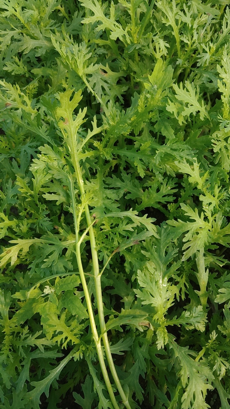 大量茼蒿上市