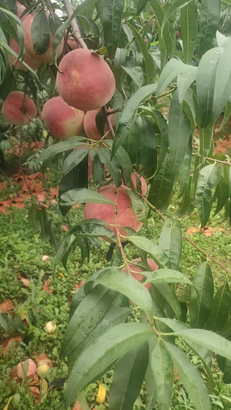 金秋红蜜桃