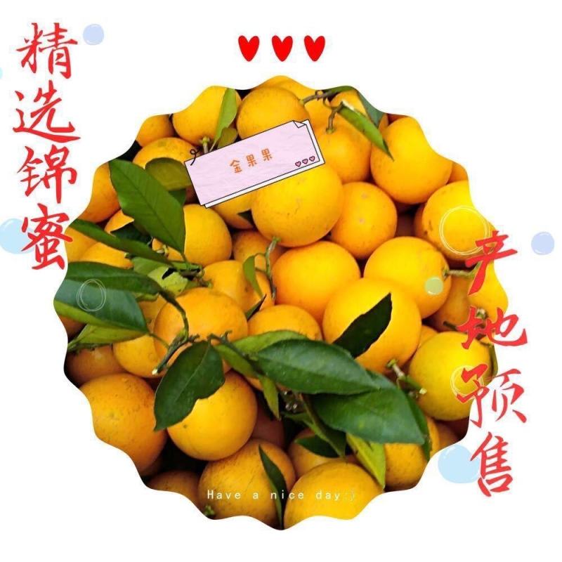 麻阳锦蜜冰糖橙，个头大，口感纯甜，一手货源，适合商超