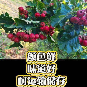 山楂，五棱山楂，大金星，小果山楂