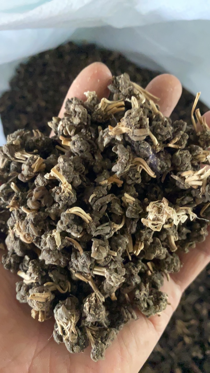 猫爪草