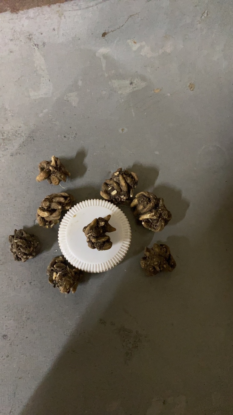 猫爪草