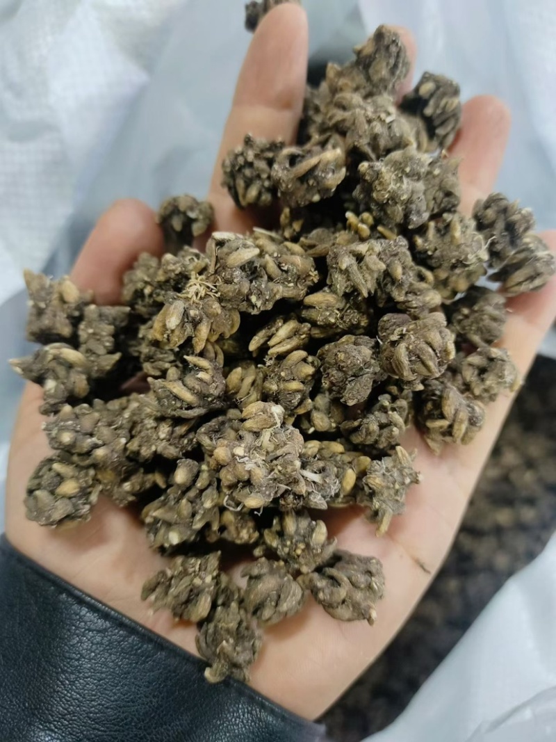 猫爪草