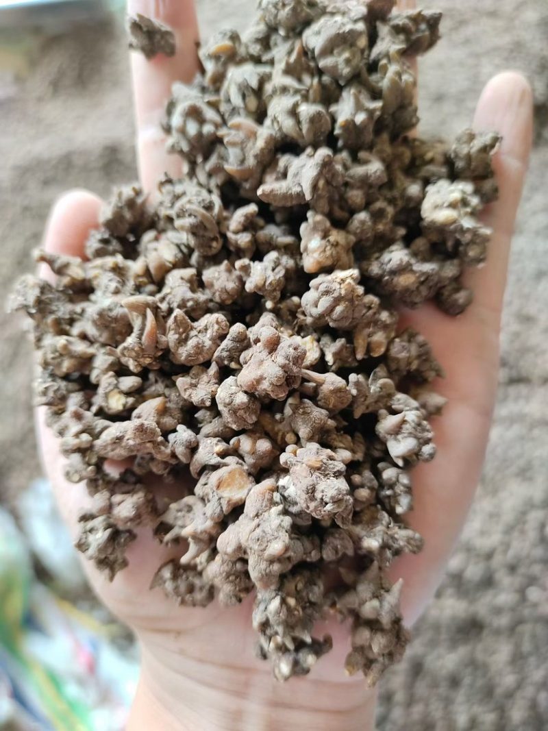 猫爪草