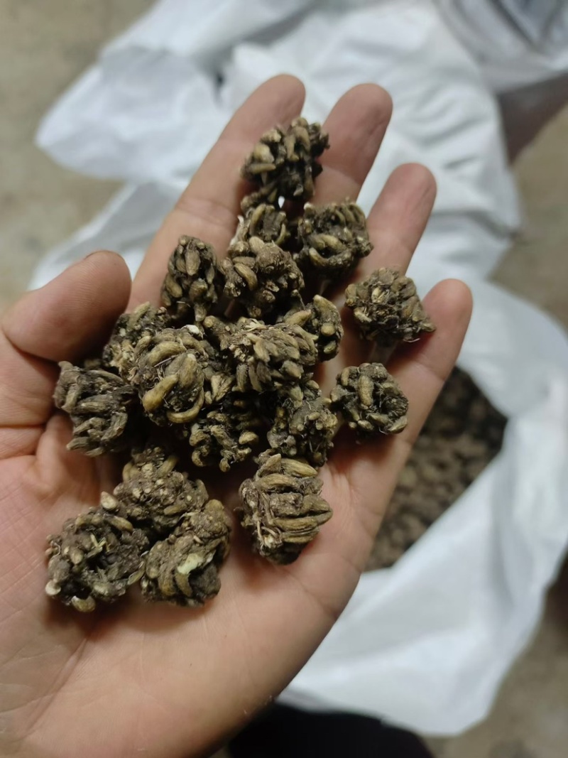 猫爪草
