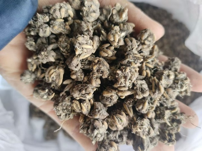 猫爪草