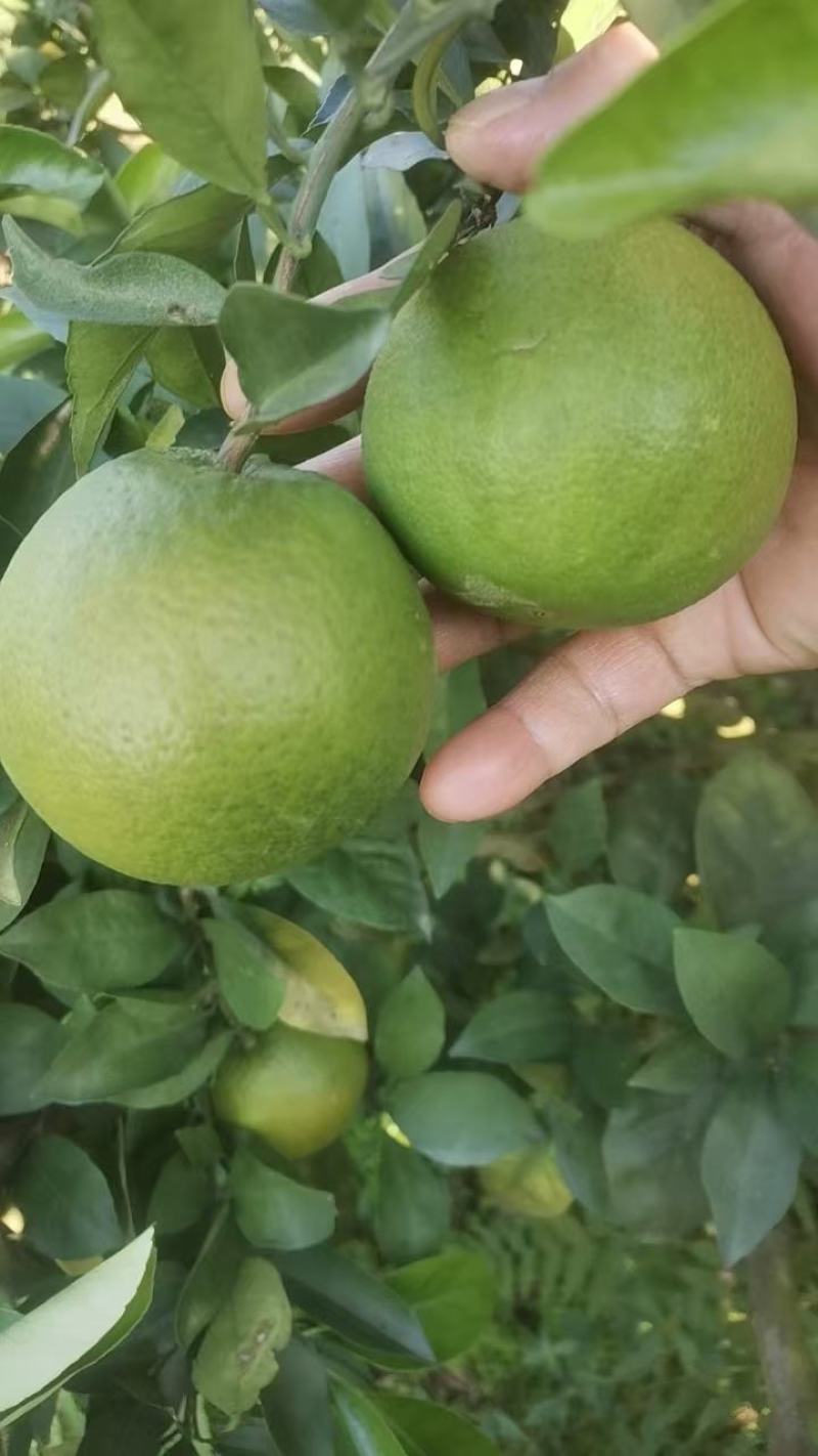 麻阳锦蜜冰糖橙，个头大，口感纯甜，一手货源，适合商超