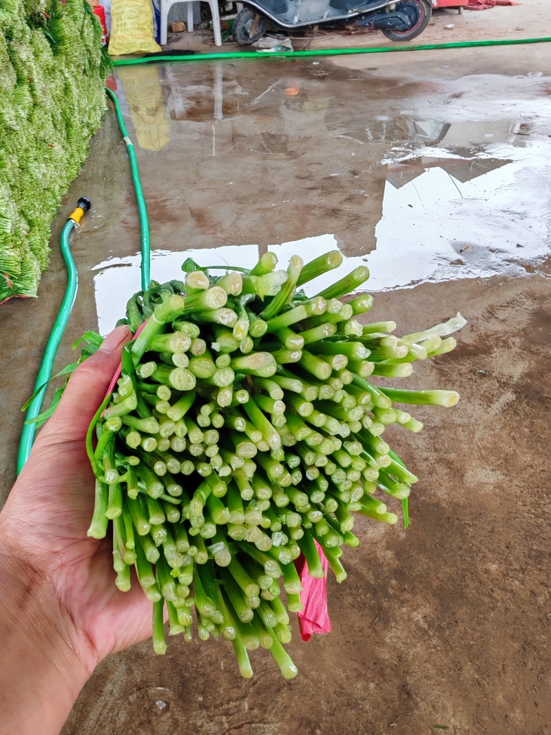 陆地头刀韭菜，产地直发量大价优可视频看货欢迎致电