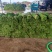 陆地头刀韭菜，产地直发量大价优可视频看货欢迎致电