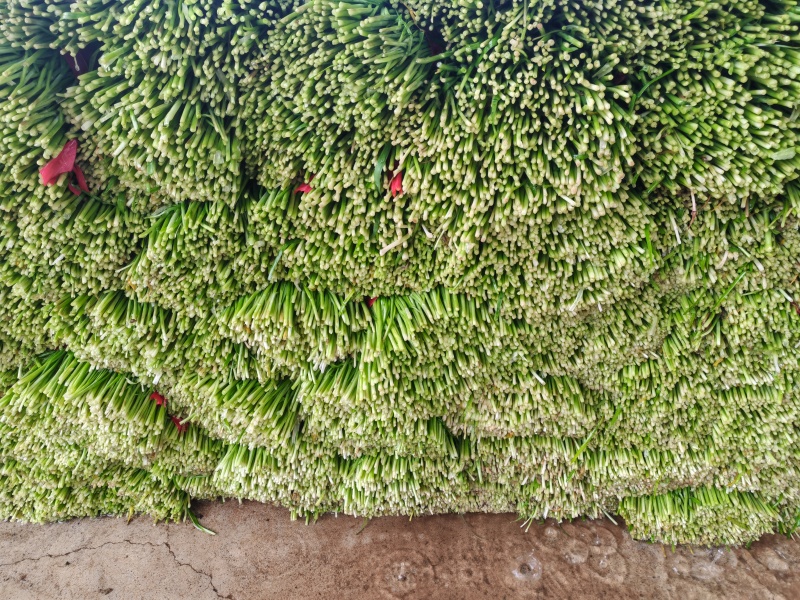 陆地头刀韭菜，产地直发量大价优可视频看货欢迎致电