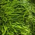 青线椒产地直供新鲜线椒大量现货整车批发