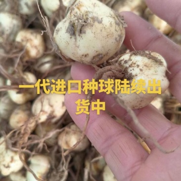 优质一代进口种球