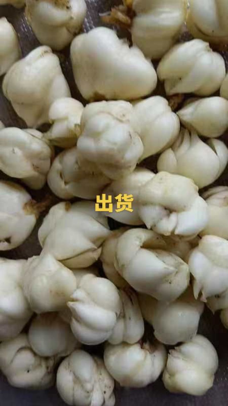 优质一代进口种球