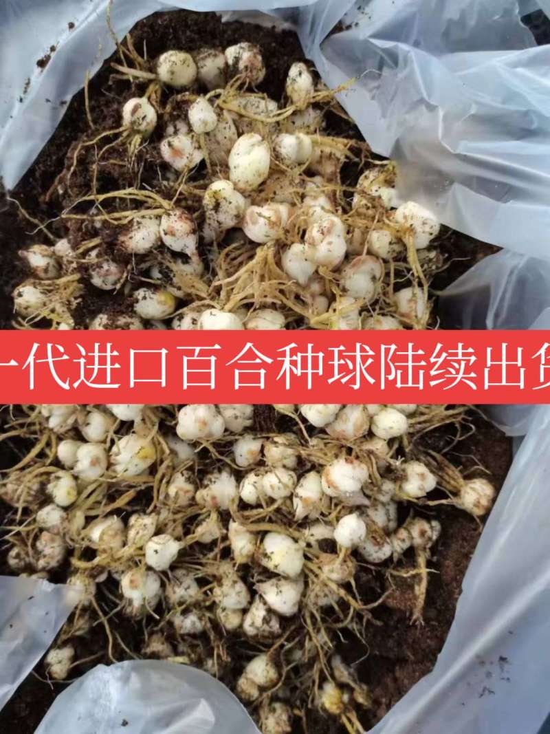 优质一代进口种球