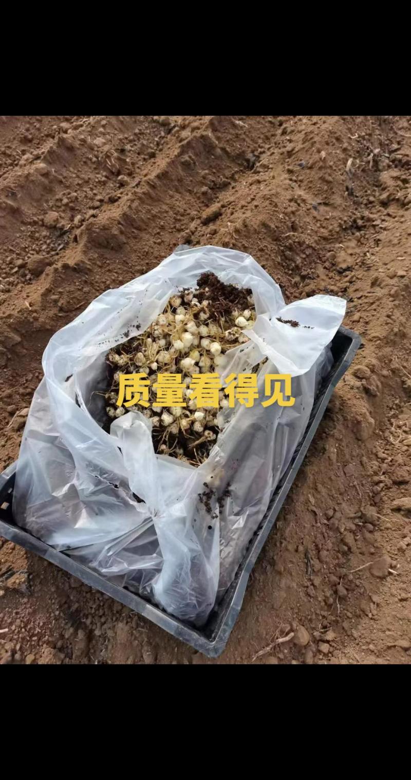 优质一代进口种球