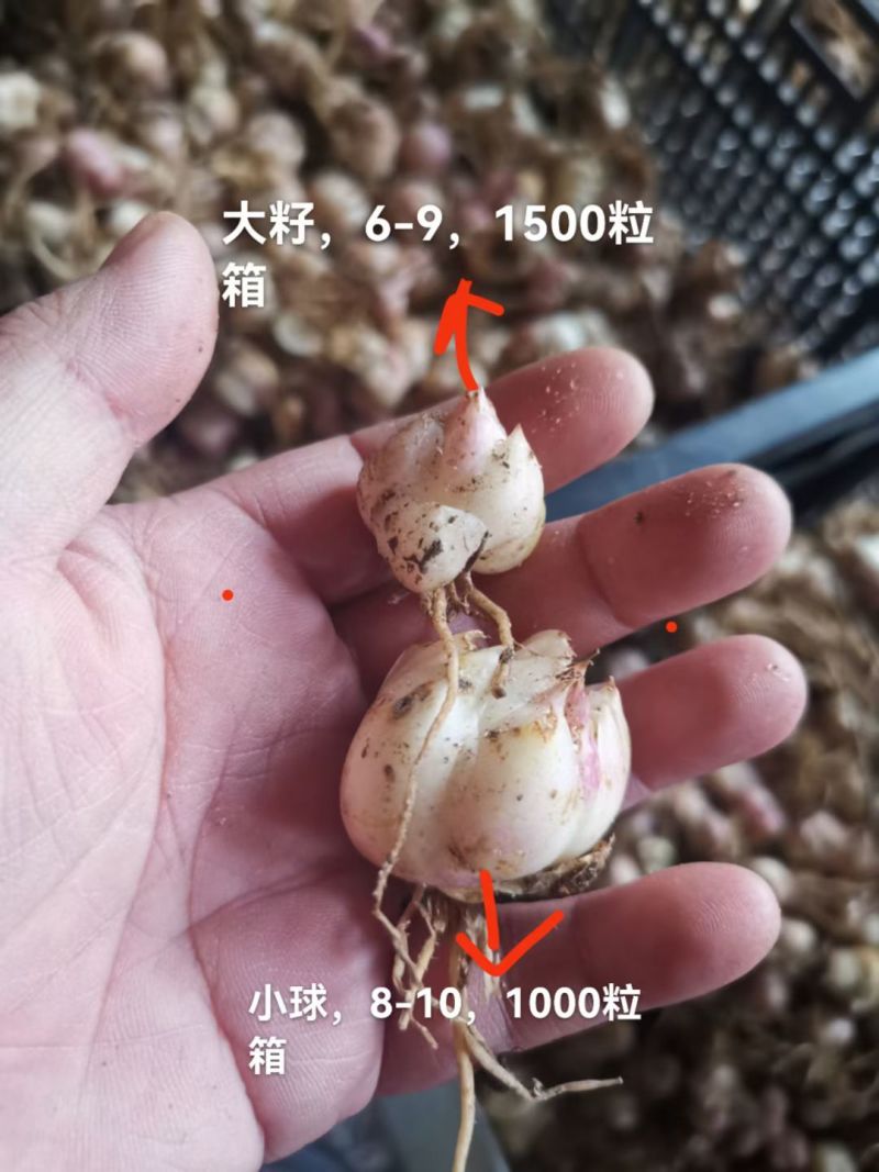 优质一代进口种球